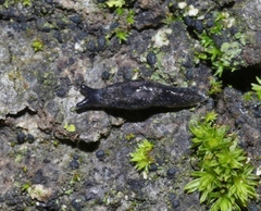 Anadenulus cockerelli