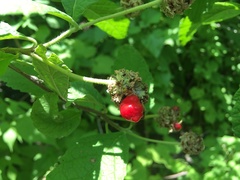 Varronia macrocephala