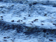 Xylographa parallela