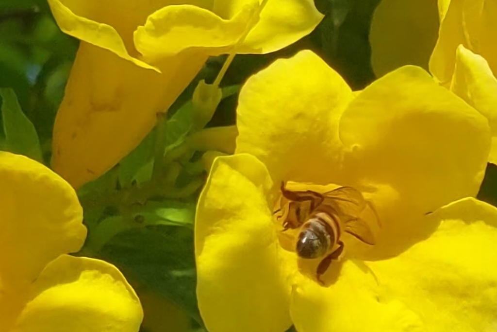 Western Honey Bee from La Alborada, Pueblo Libre 15088, Perú on April ...