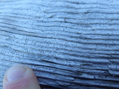 Xylographa parallela