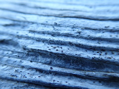 Xylographa parallela