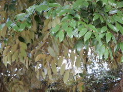 Castanopsis sieboldii