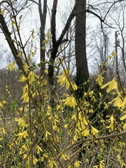 Forsythia viridissima