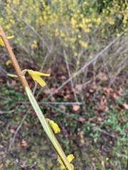 Forsythia viridissima