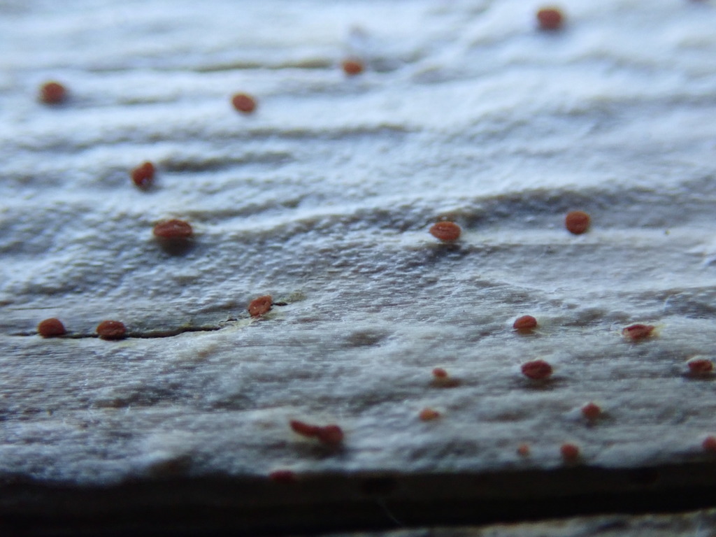 Agyriaceae