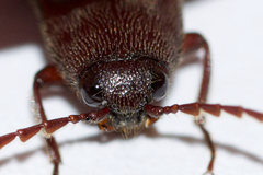 Melanotus castanipes