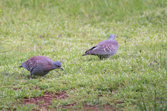 Columba guinea guinea