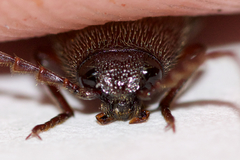 Melanotus castanipes