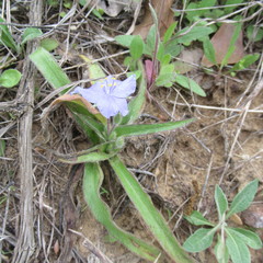 Tradescantia subacaulis