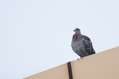 Columba guinea guinea