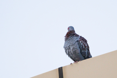 Columba guinea guinea