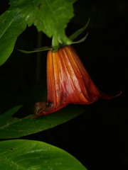 Canarina canariensis, photograph (c) Borja Fierro, some rights reserved (CC BY)