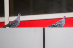 Columba guinea guinea