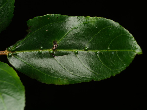 Rhamnus glandulosa, photograph 3