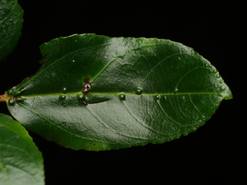 Rhamnus glandulosa, photograph 2