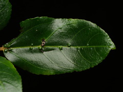 Rhamnus glandulosa, photograph (c) Borja Fierro, some rights reserved (CC BY)