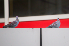 Columba guinea guinea