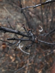 Eucalyptus notabilis