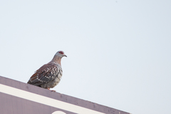 Columba guinea guinea