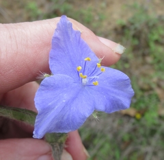 Tradescantia subacaulis