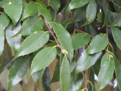 Castanopsis sieboldii