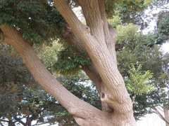 Castanopsis sieboldii