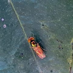 Microchrysa bicolor