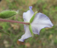 Tradescantia subacaulis