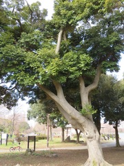 Castanopsis sieboldii