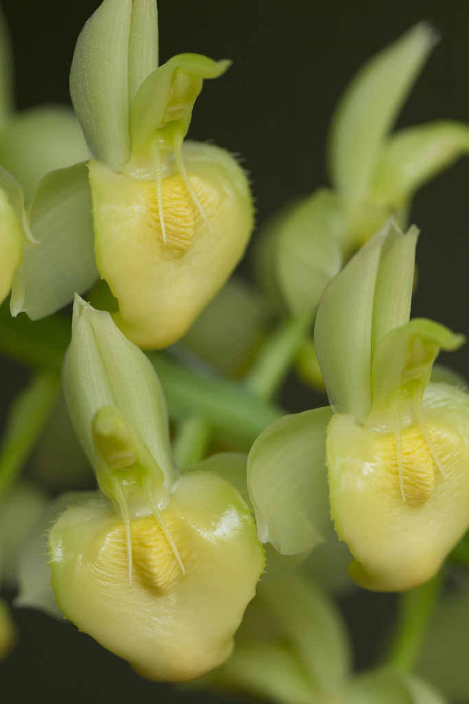 Catasetum spitzii