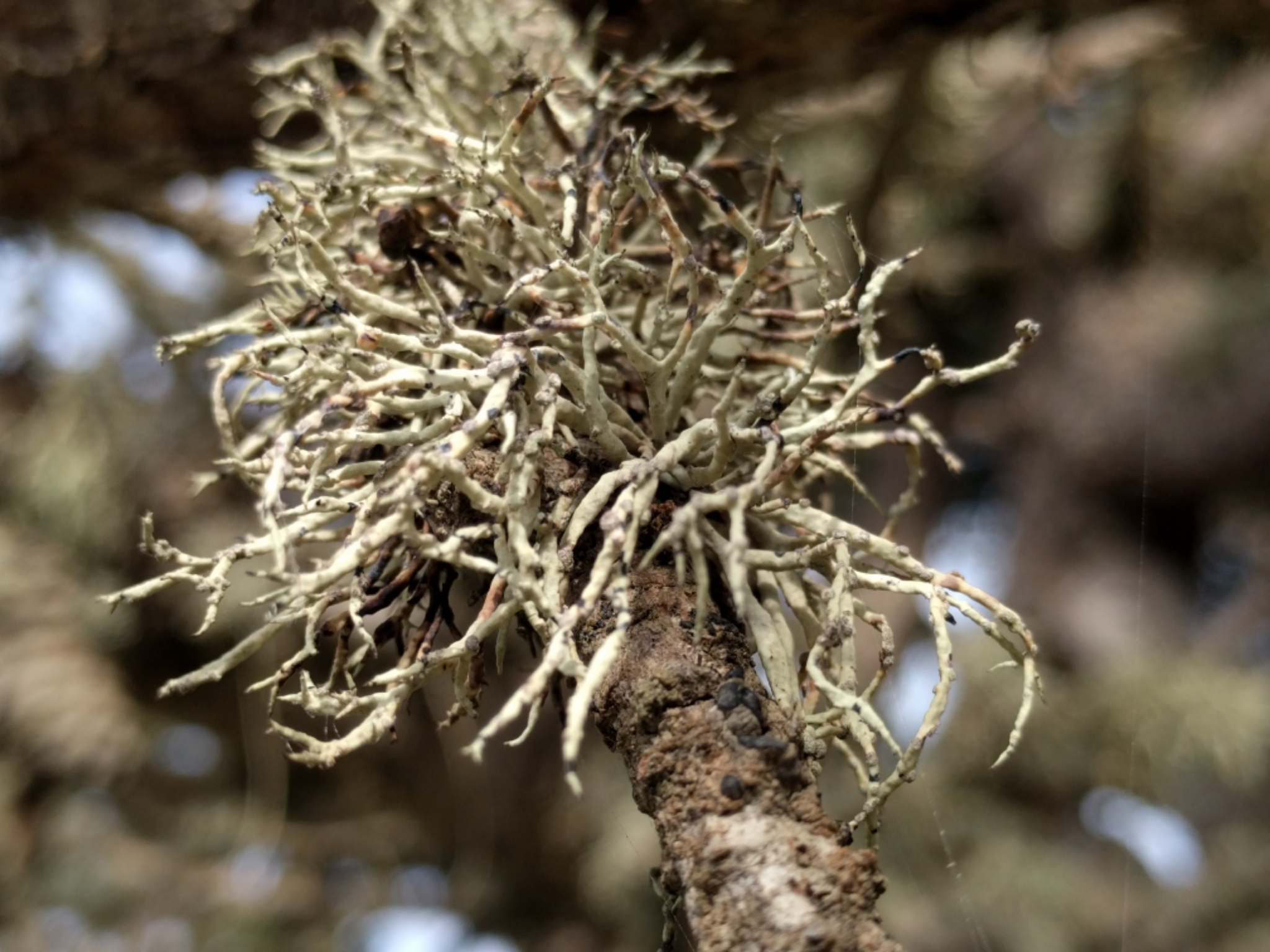 Niebla cephalota image