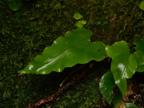 Asplenium hemionitis, photograph 6