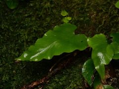 Asplenium hemionitis, photograph (c) Borja Fierro, some rights reserved (CC BY)