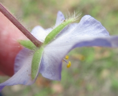 Tradescantia subacaulis