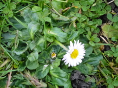 Bellis perennis