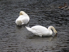 Cygnus olor