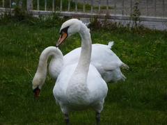 Cygnus olor