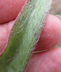 Tradescantia subacaulis