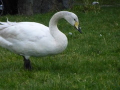 Cygnus olor