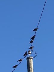 Sturnus vulgaris