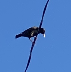 Sturnus vulgaris