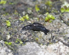 Anadenulus cockerelli