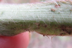 Tradescantia subacaulis