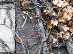Hedera
