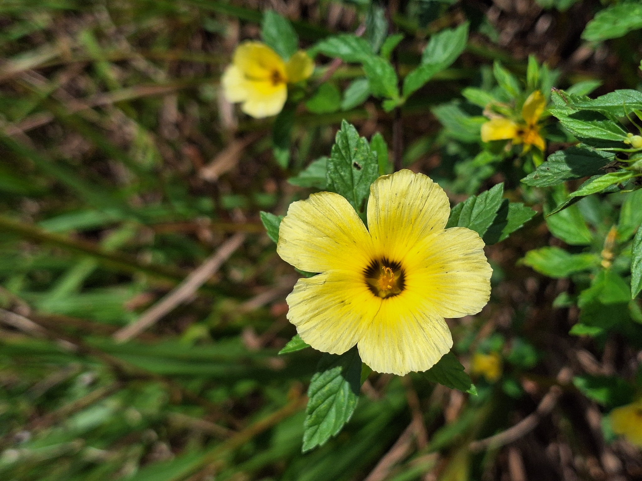 Turnera subulata