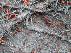 Hedera