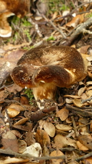 Lactifluus sepiaceus