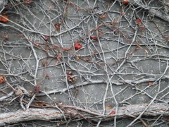 Hedera