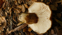 Lactifluus sepiaceus